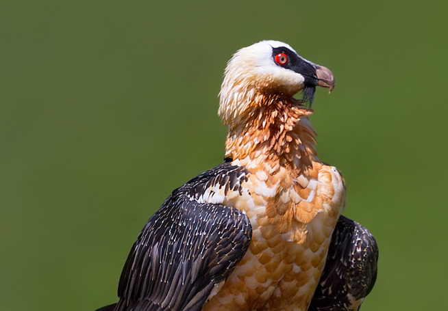 Sakallı Akbaba (Gypaetus barbatus)