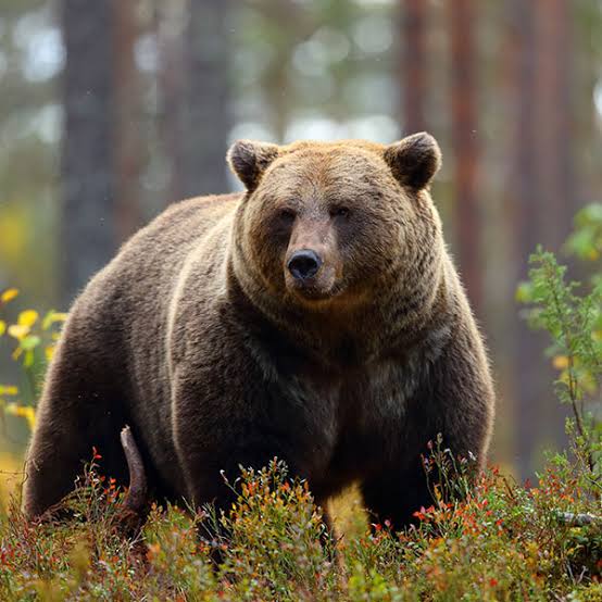 Boz Ayı (Ursus arctos)