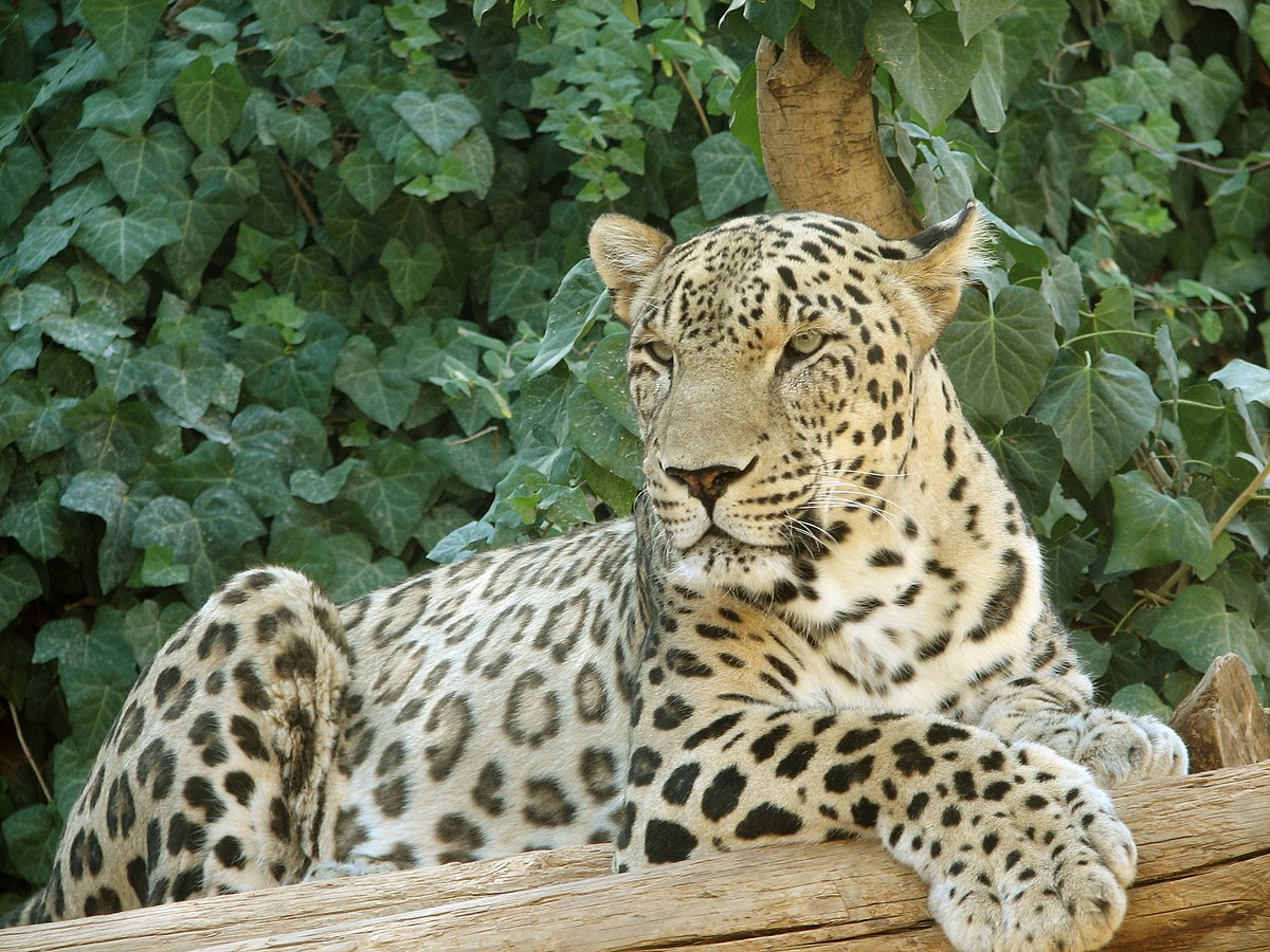 Anadolu Parsı (Panthera pardus tulliana)