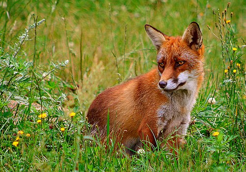Kızıl Tilki (Vulpes vulpes)
