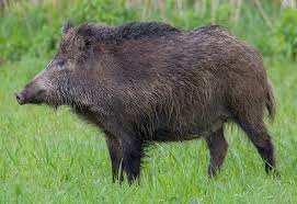 Yaban Domuzu (Sus scrofa)