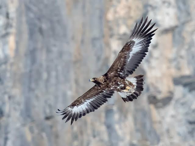 Kaya Kartalı (Aquila chrysaetos)