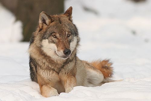 Kurt (Canis lupus)