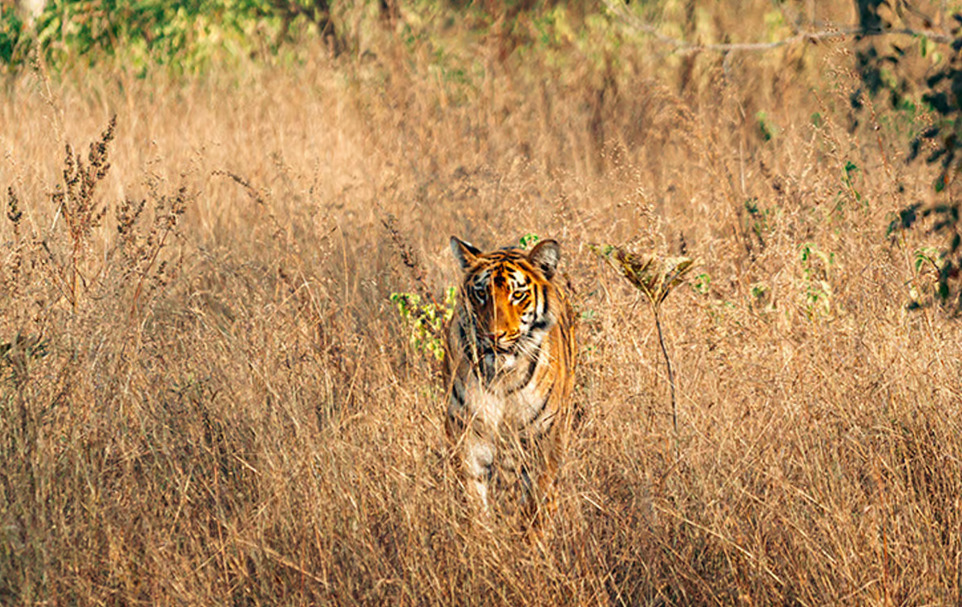 Bengal kaplanı