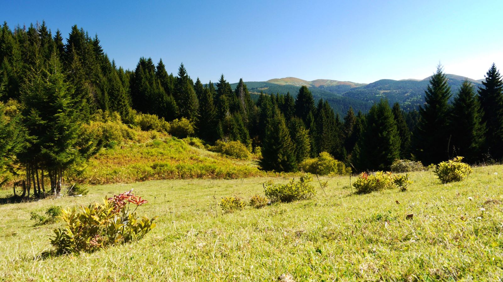 Çambaşı Yaylası - Ordu