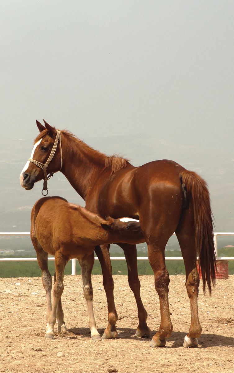 Sultansuyu Harası - Malatya