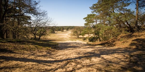 Hoge Veluwe Milli Parkı