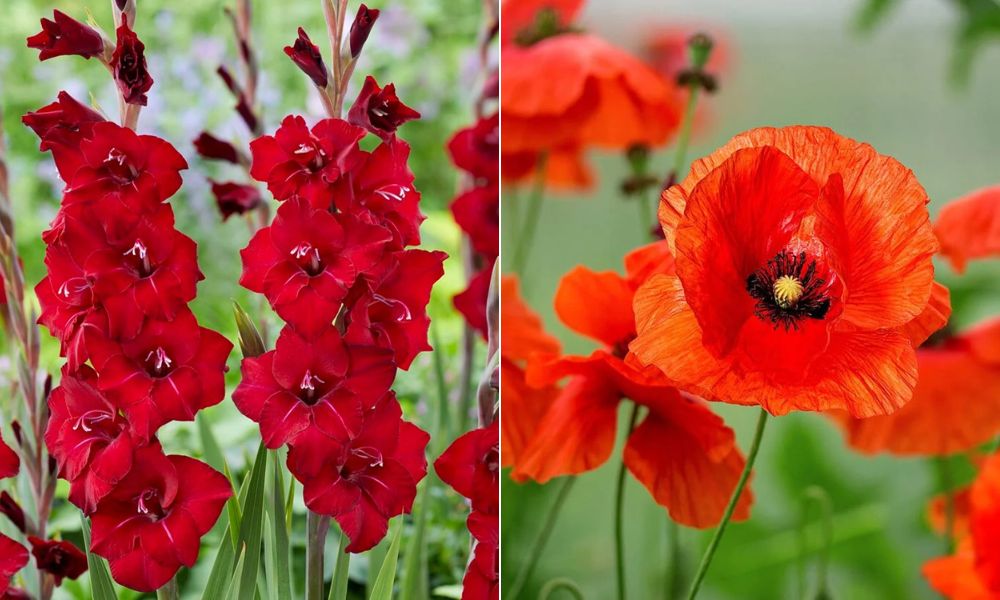 Ağustos: Gladiolus ve gelincik