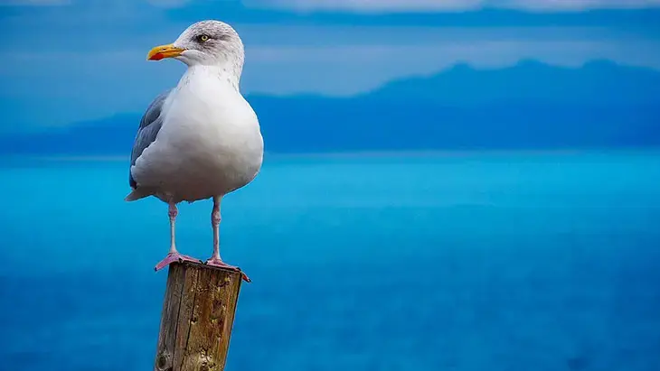Beyaz ve masum göründüğüne bakmayın: Martı