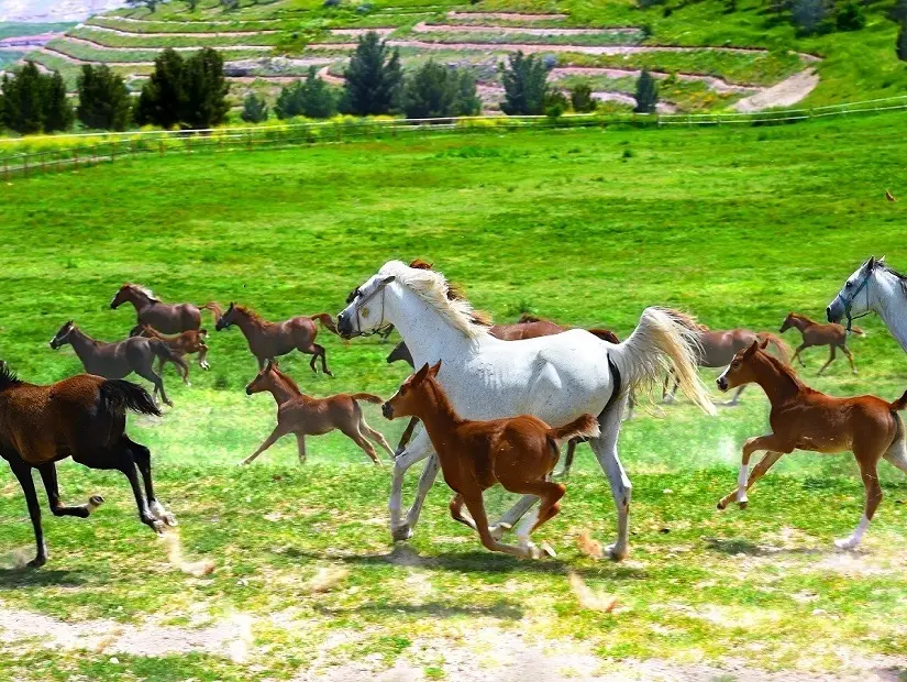 Malatya Sultansuyu Harası