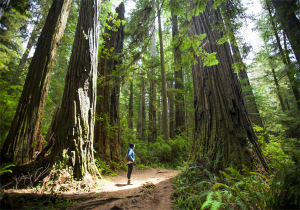 Redwood Ulusal Parkı