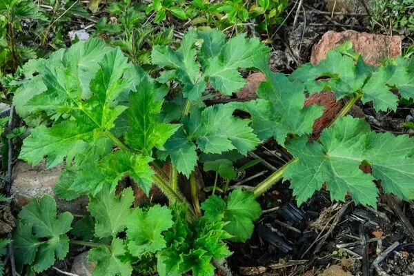 Gıda Zehirlenmesine İyi Gelen Evde 8 Doğal Tedavi