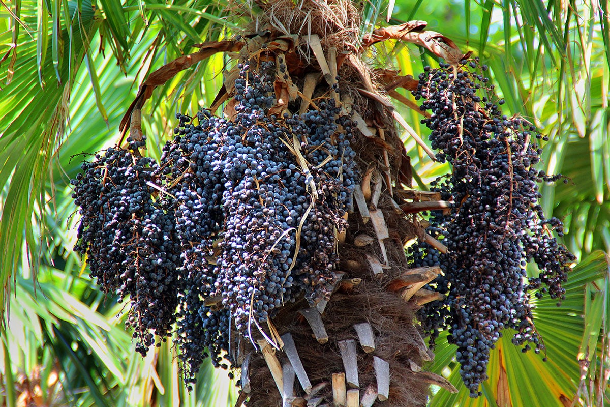 Acai