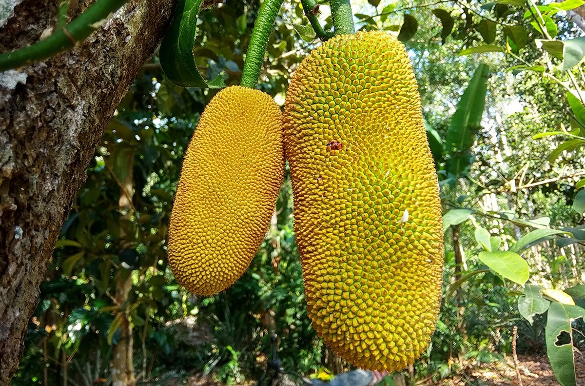 Cempedak