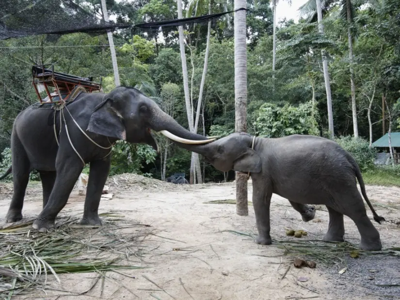 Namuang Safari Parkı
