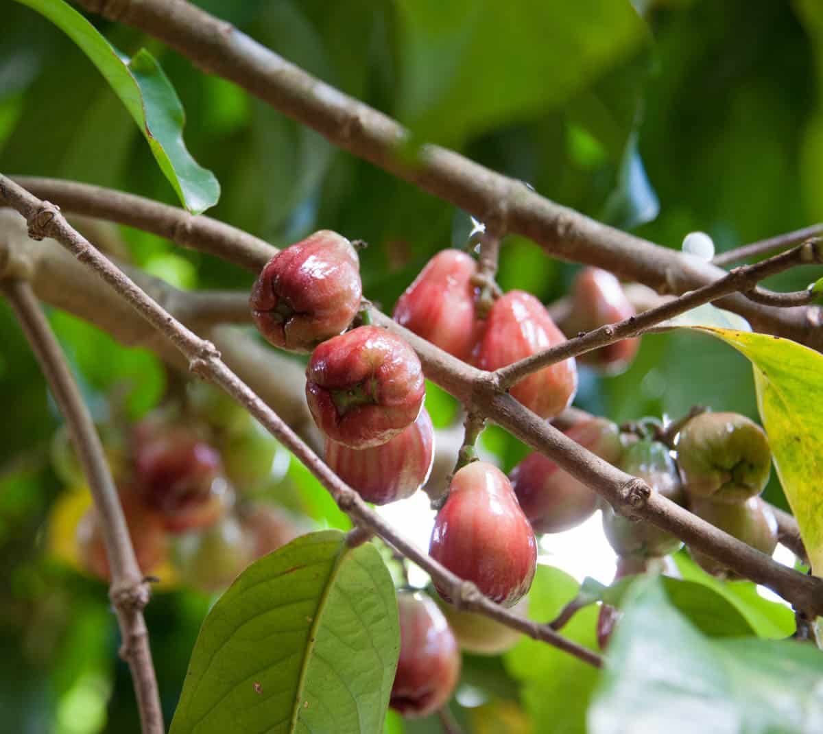 Hawaii Dağ Elması