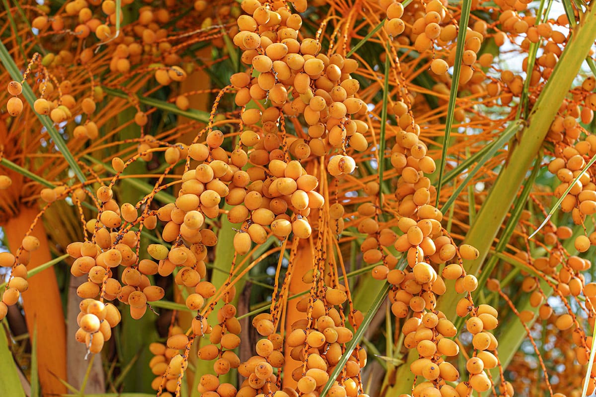 Jelly Palm Fruit