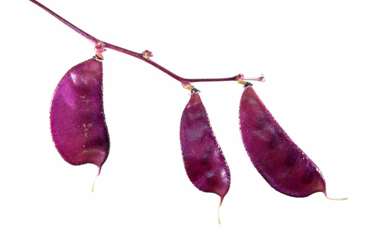 Lablab Meyvesi