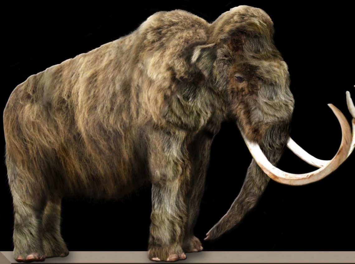Woolly Mammoth