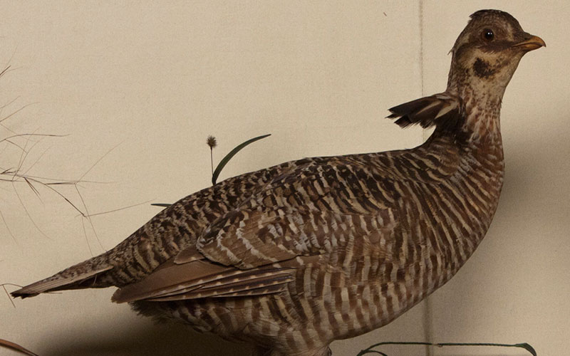 Heath Hen