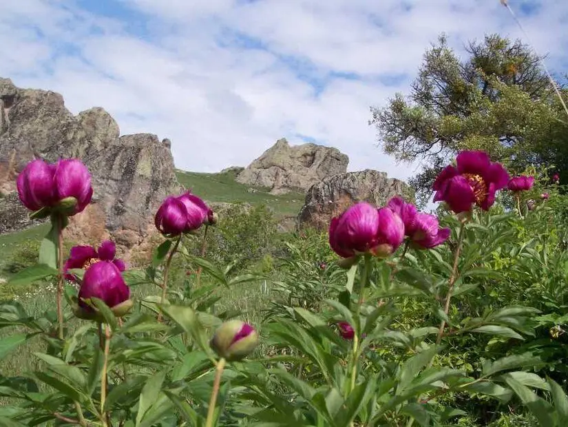 Cehirlik Yaylası