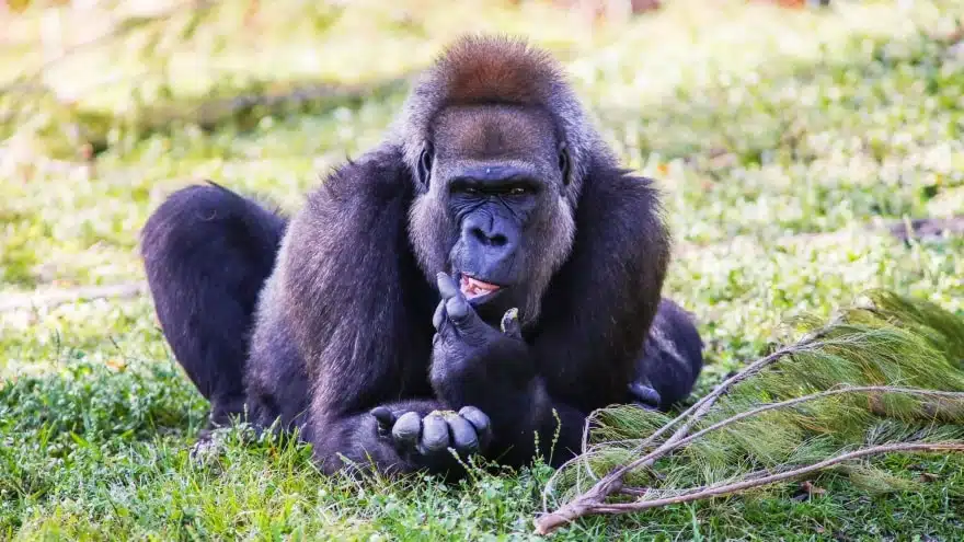 Zoo Miami (Miami Hayvanat Bahçesi)