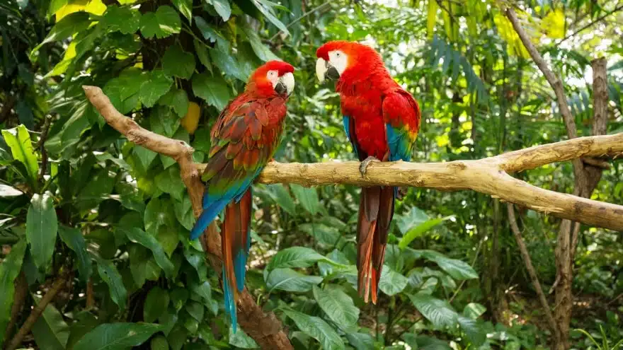 Jungle Island
