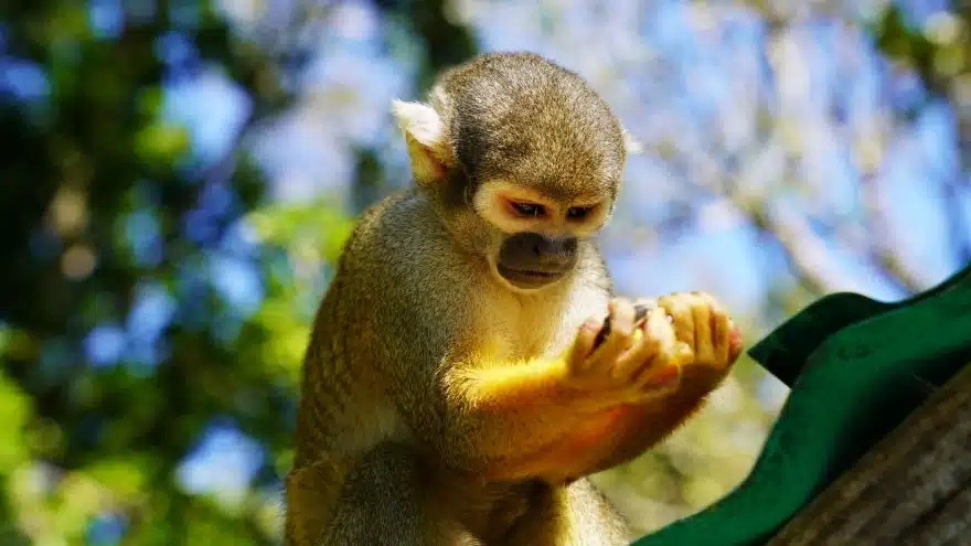 Monkey Jungle