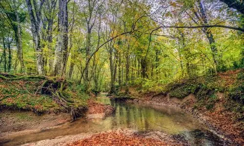 İğneada Longoz Ormanları Milli Parkı