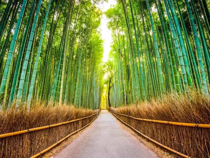 Arashiyama Bambu Ormanı - Kyoto