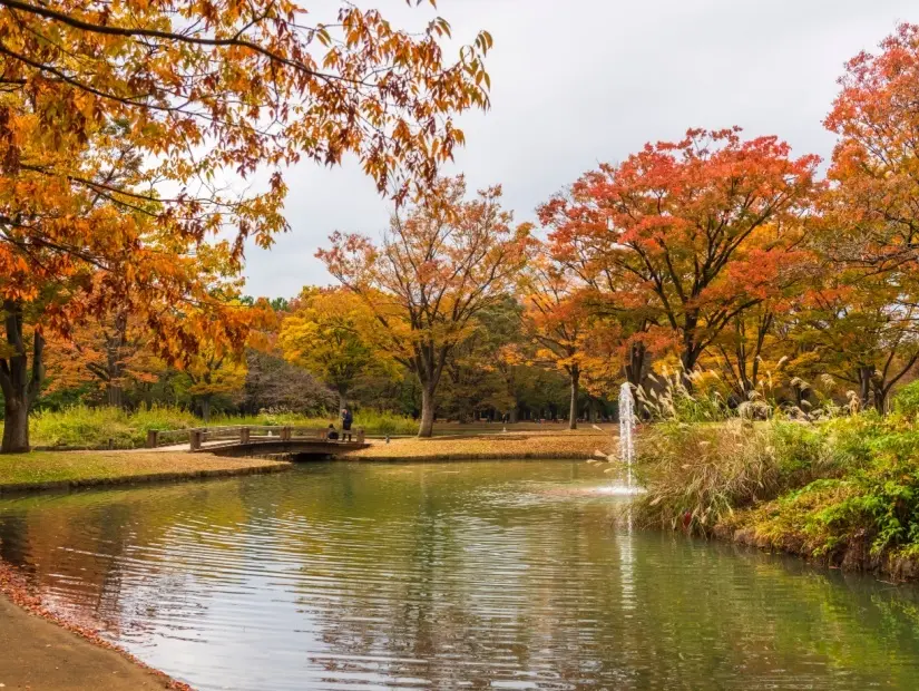 Yoyogi Parkı - Tokyo