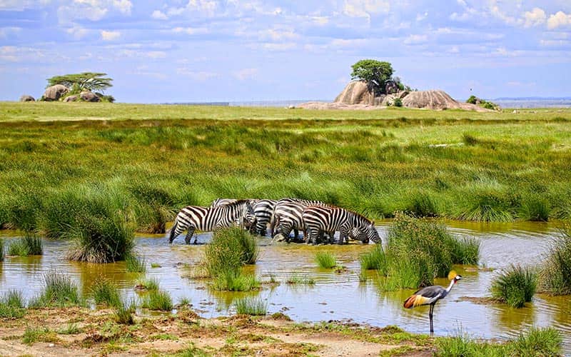 Serengeti Milli Parkı, Tanzanya
