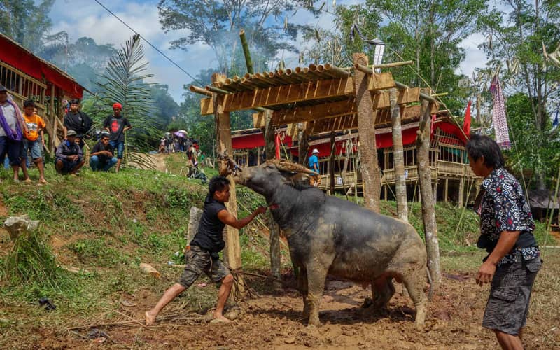 Tana Toraja