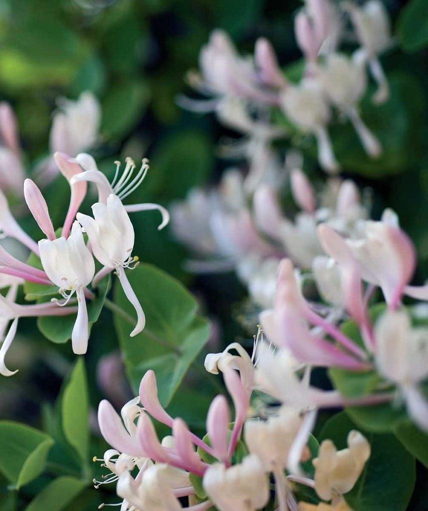 HANIMELİ (Lonicera Sarılıcı)