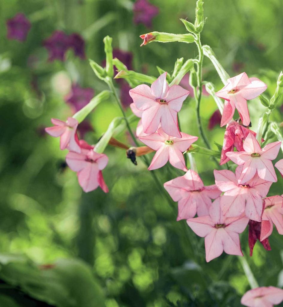 TÜTÜN ÇİÇEĞİ (Nicotiana)