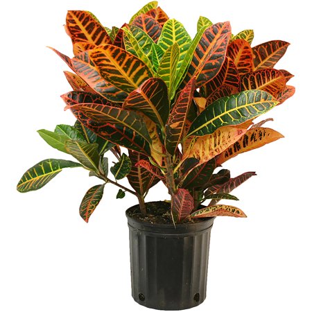 Kroton bitkisi (Croton lawianus)