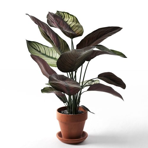 Dua çiçeği (Calathea ornata)