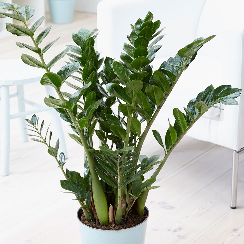 Zeze çiçeği (Zamioculcas zamiifolia
