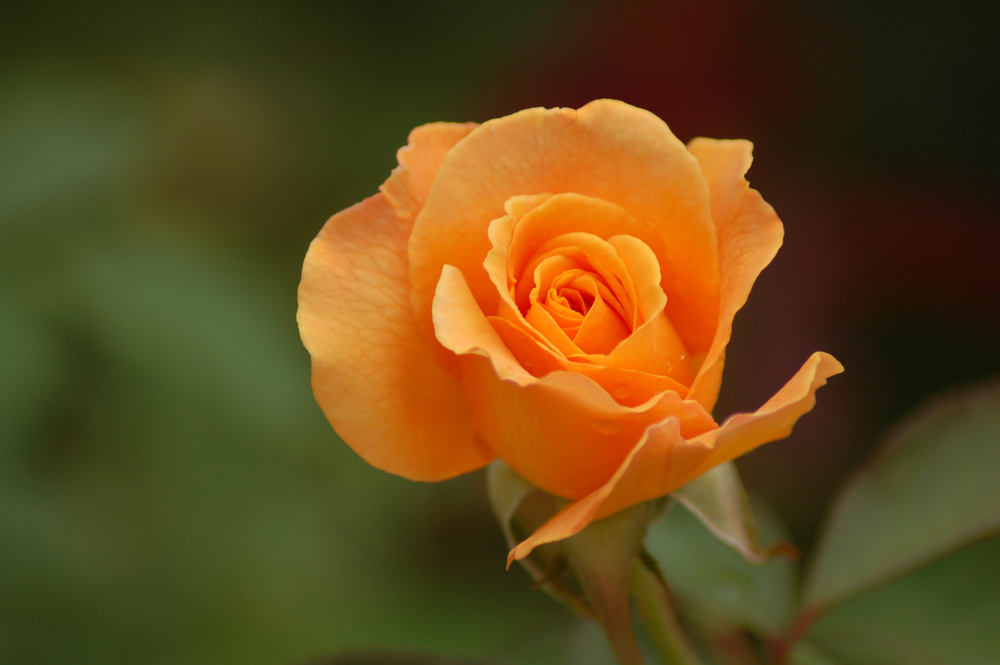Grandiflora Gülleri