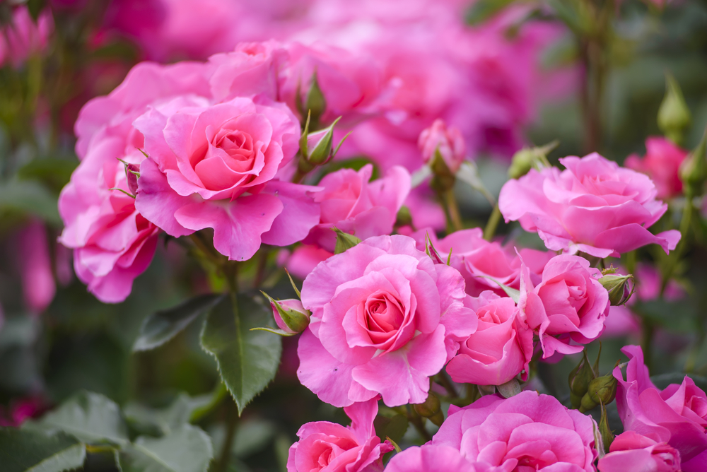 Floribunda Gülleri