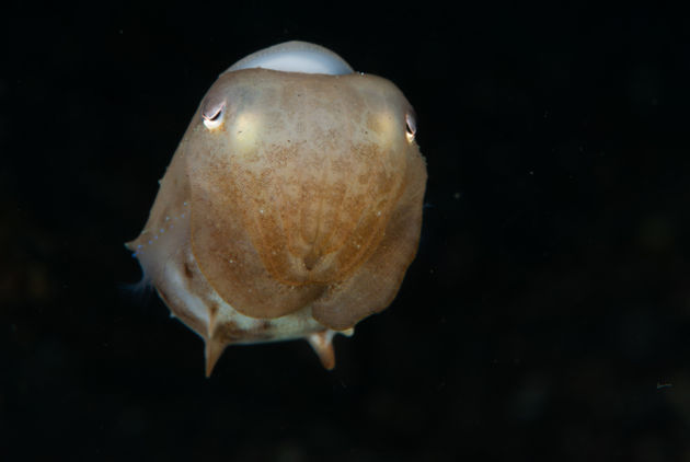 DUMBO AHTAPOTU
