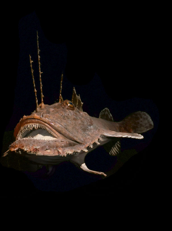 ANGLERFISH