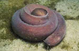 Balık asalağı Hagfish