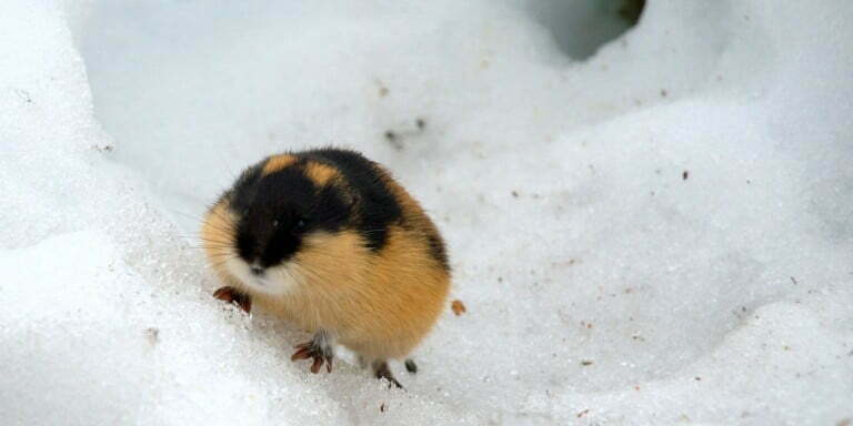 Kutup Kemirgeni: Lemming