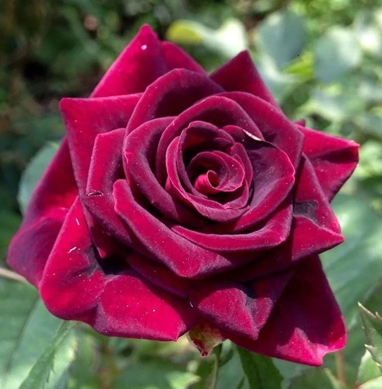 Bordo Gülün Anlamı