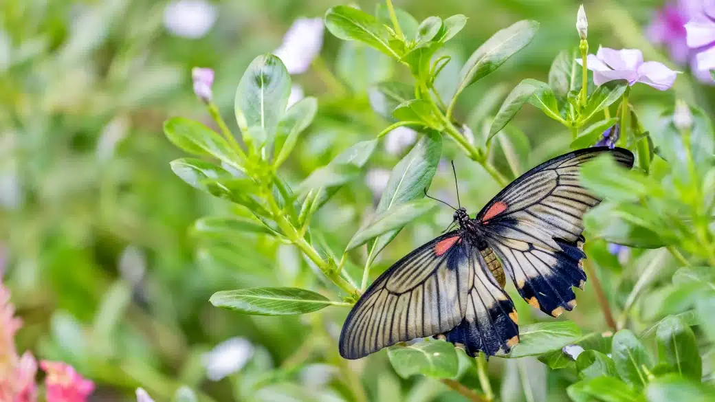 Dubai Butterfly Garden