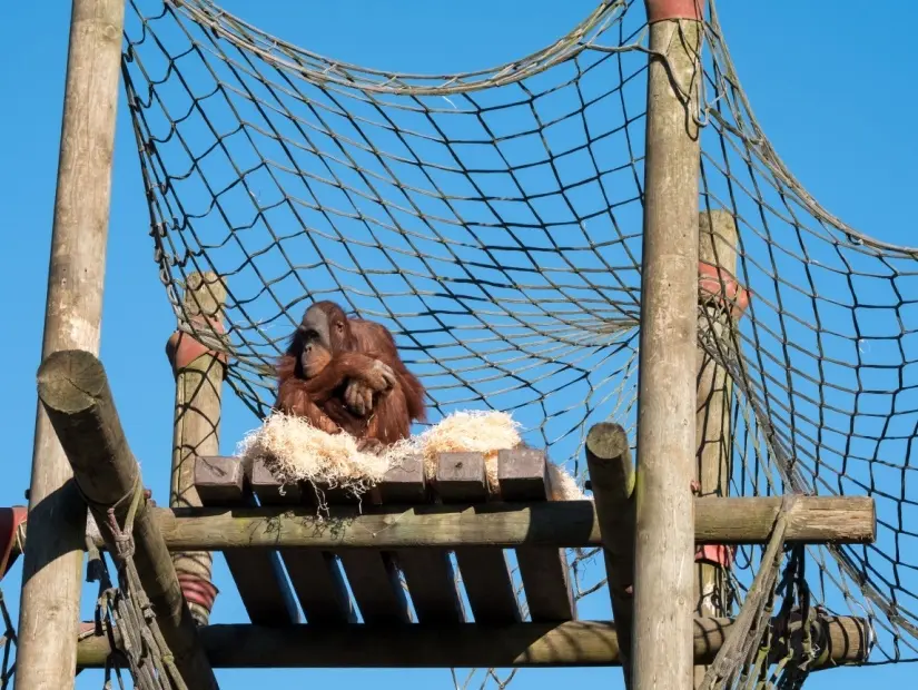 Monkey Hayvanat Bahçesi - Dorset