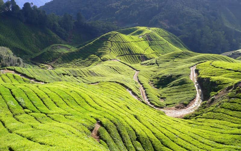 Cameron Highlands