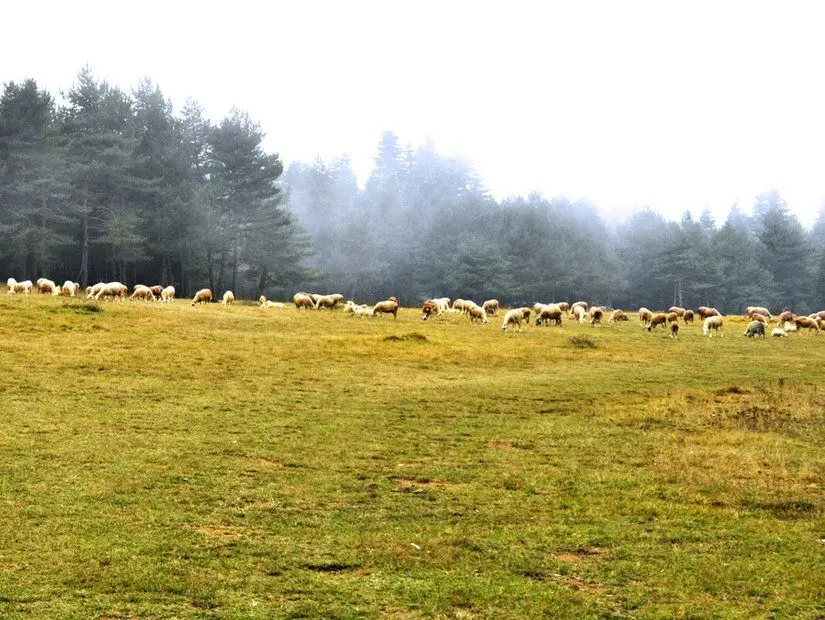 Maşukiye Kirazlı Yaylası