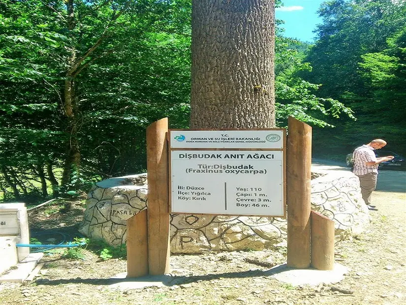 Paşabükü Dişbudak Ağacı Tabiat Anıtı